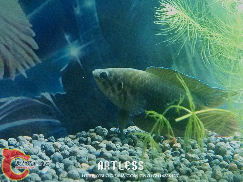 IMG_20130531_192947_副本.jpg