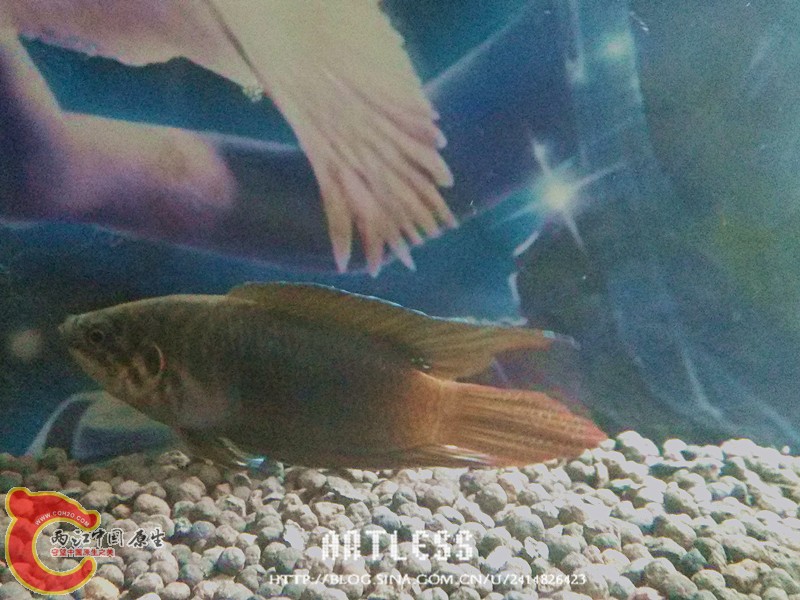 IMG_20130531_193048_副本.jpg