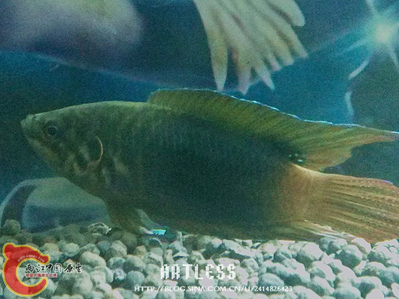 IMG_20130531_193109_副本.jpg