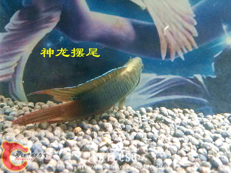 IMG_20130531_194101_副本.jpg