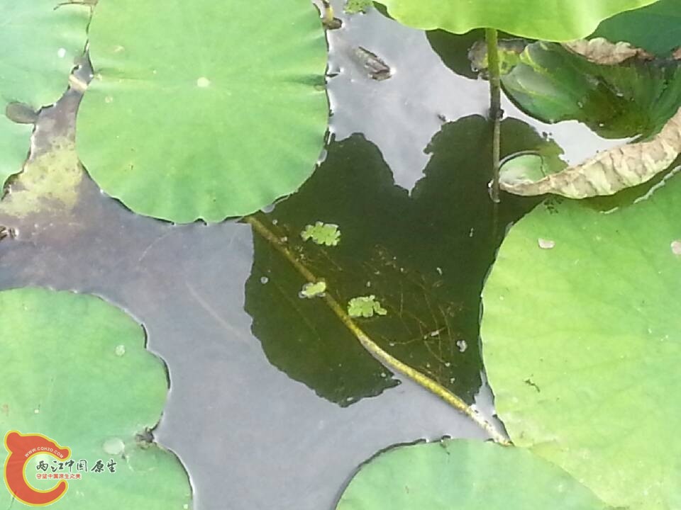 QQ图片20130601142102.jpg