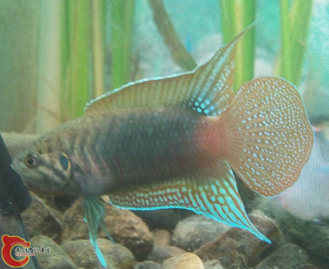 照片4147.jpg