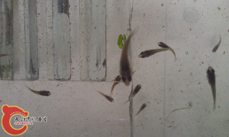 第24天最大条近1.5CM