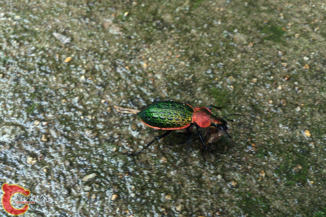 DSC_0385_副本.jpg