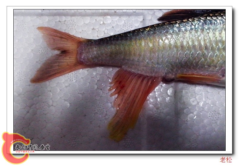 马口鱼5.jpg