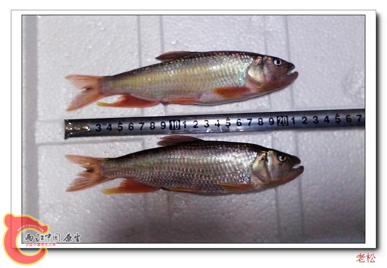马口鱼2.jpg