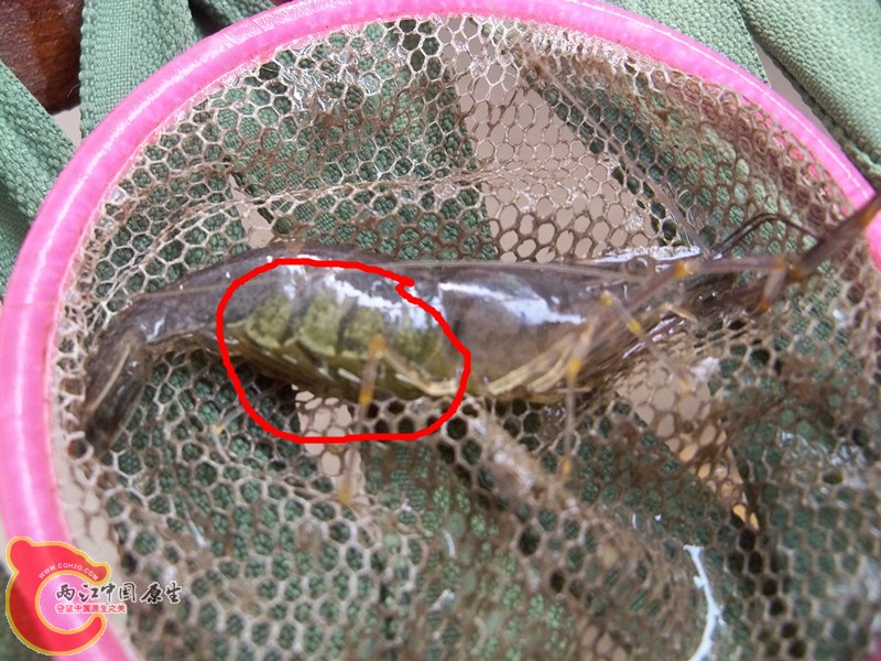 抱卵的母沼虾.jpg