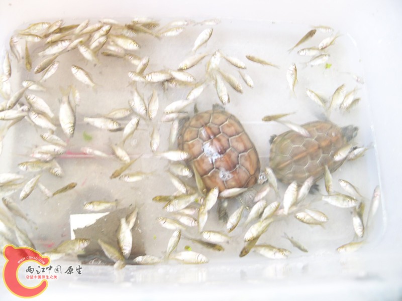 小龟吃爽.jpg
