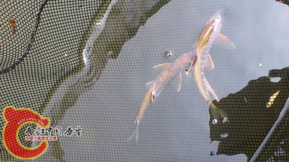 长鳍鱲2.jpg