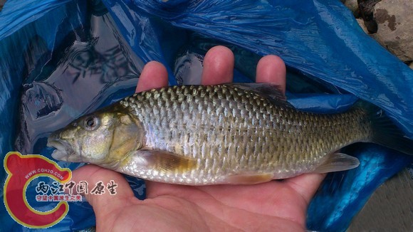 厚唇光唇鱼.jpg
