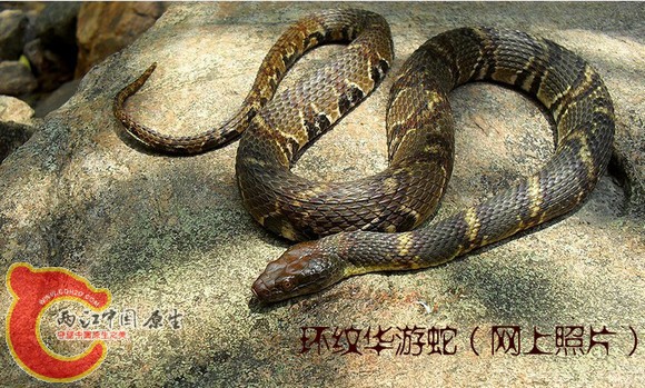 环纹华游蛇.jpg