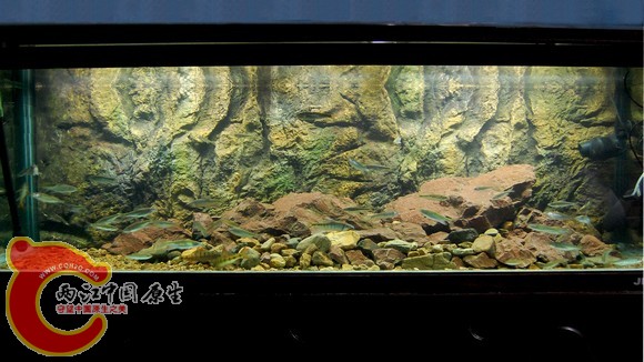 1.8米缸_.jpg
