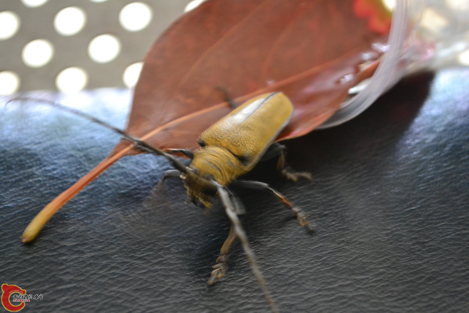 DSC_0008.JPG