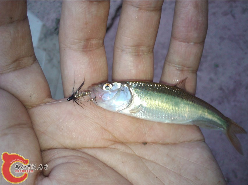 飞马口1.jpg