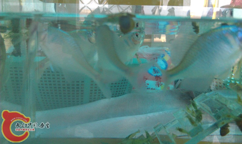 IMAG1055_副本.jpg