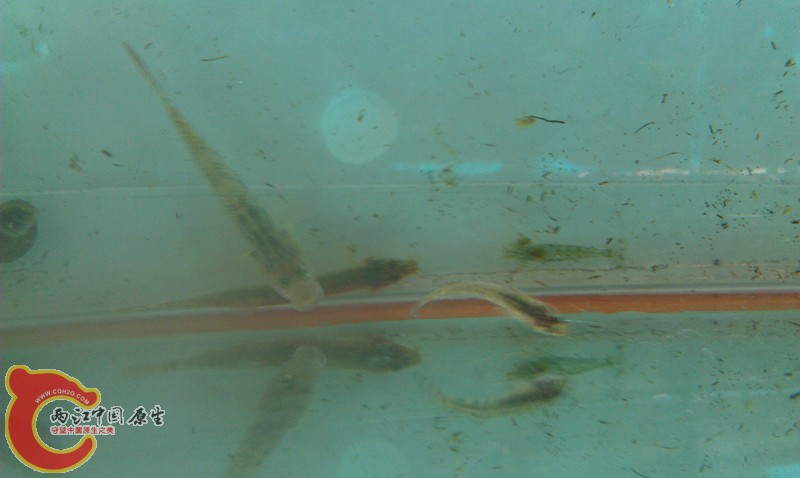 迷你小泥鳅.jpg