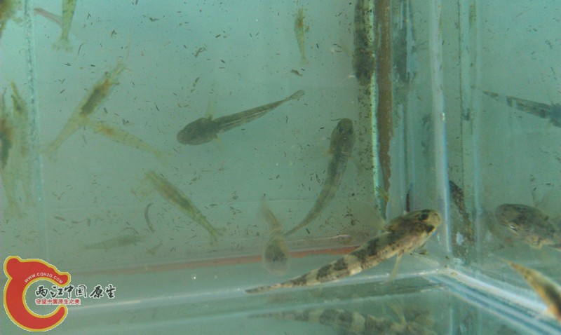 这是什么鱼1－5.jpg