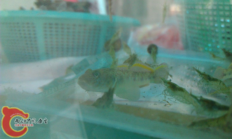这是什么鱼3－3.jpg