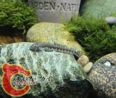 xiqiu 055_副本.jpg