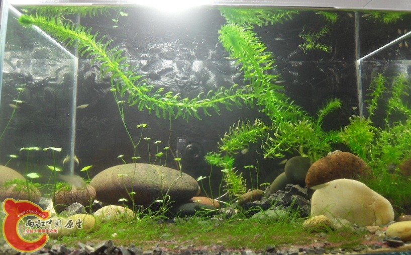 SDC12081.JPG SDC12081.JPG