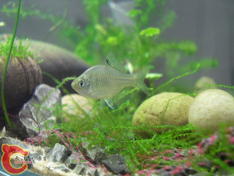 SDC12093.JPG SDC12093.JPG