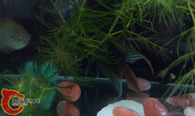 IMAG1072_副本.jpg