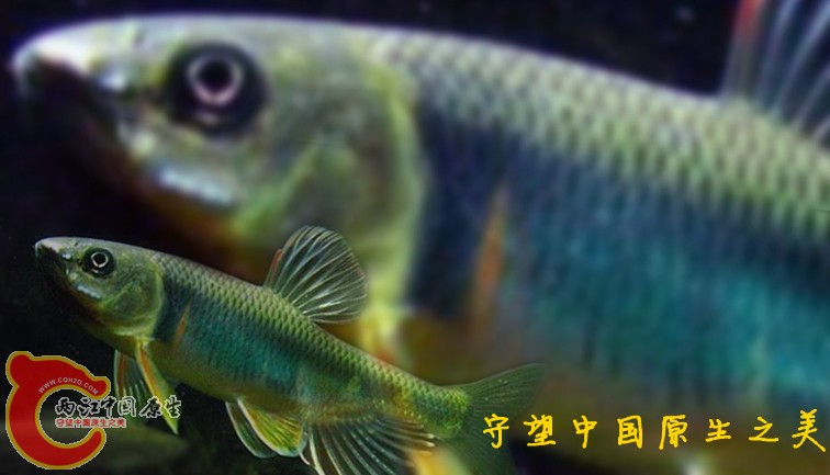 鱲 本_副本.jpg