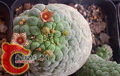 DSC_0469_副本.jpg