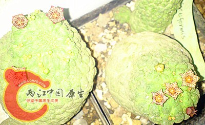 DSC_0477_副本.jpg