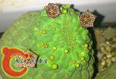 DSC_0479_副本.jpg