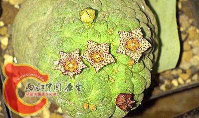 DSC_0480_副本.jpg