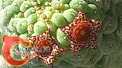 DSC_0339_副本.jpg