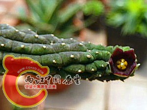 1247109899-ac-7015xf4x0600x0450-m_副本.jpg