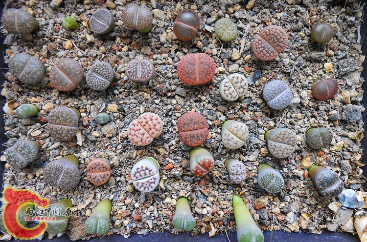 DSCN1055.jpg