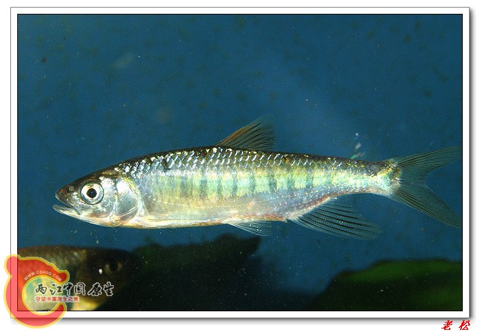 长鳍马口鱼3.jpg