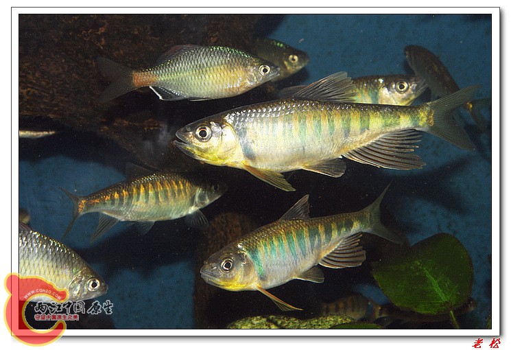长鳍马口鱼8.jpg