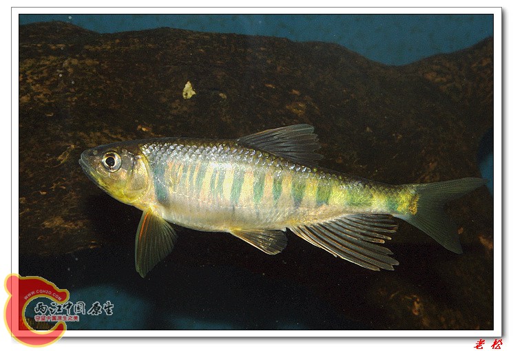长鳍马口鱼11.jpg