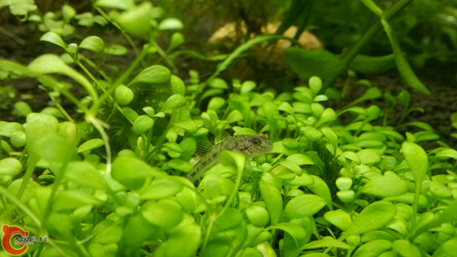 IMG_20130608_115619.jpg