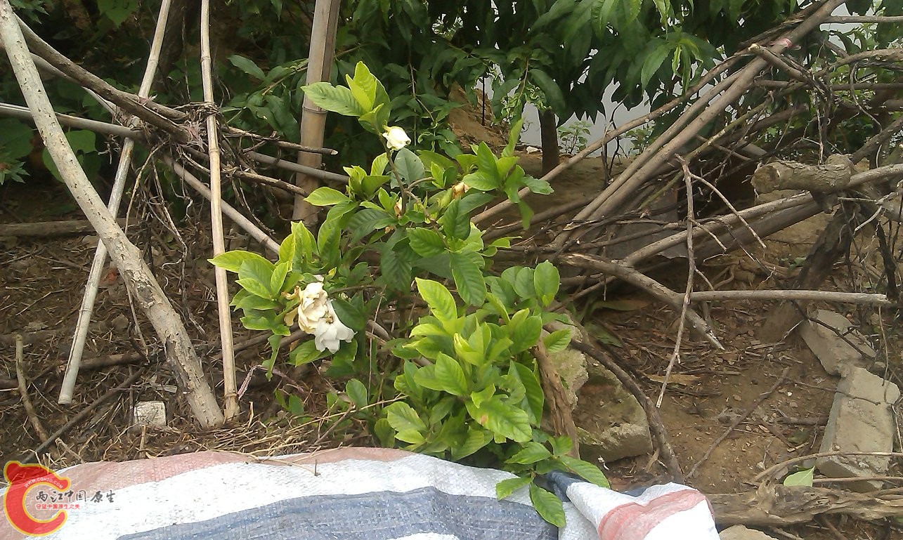 IMAG0047.jpg