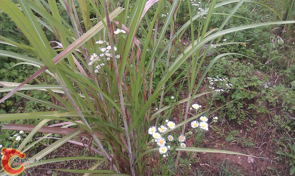 IMAG0048.jpg