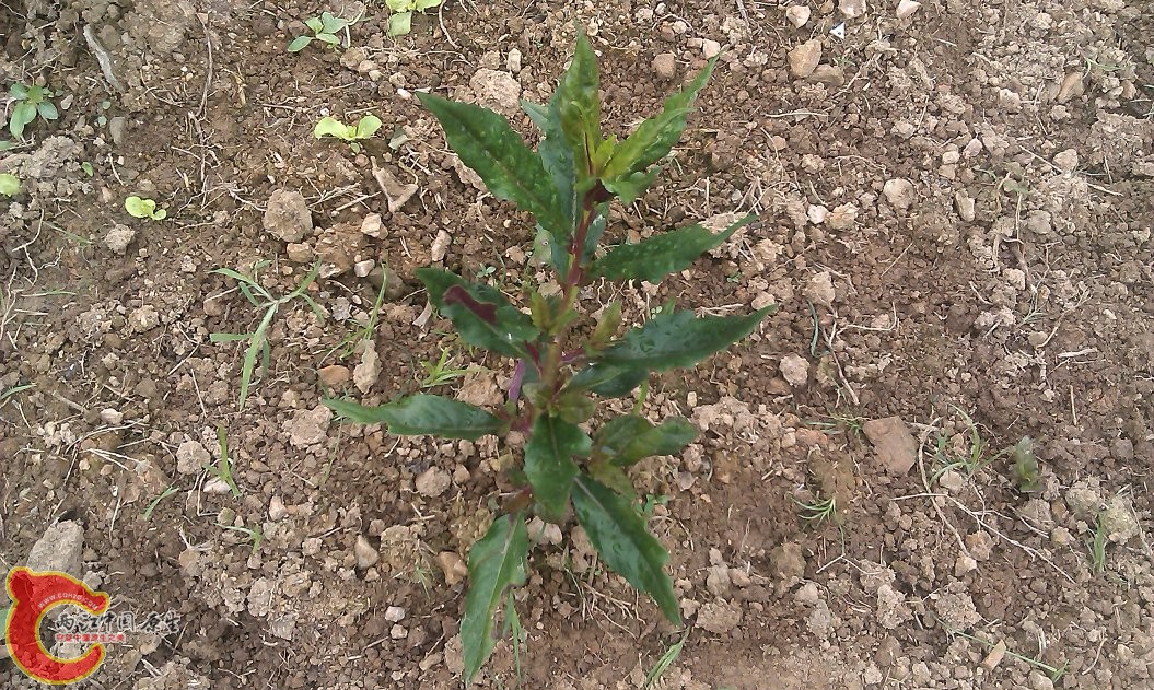 IMAG0051.jpg