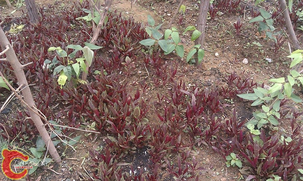 IMAG0064.jpg