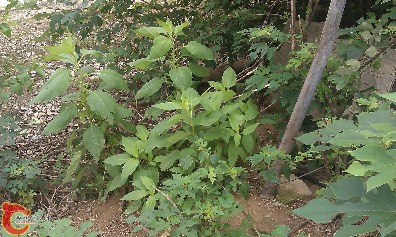 IMAG0065.jpg