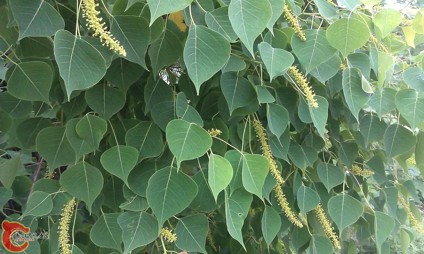 IMAG0072.jpg