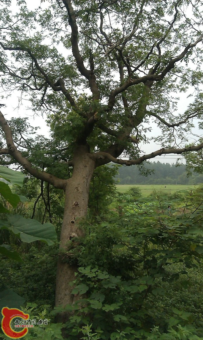 IMAG0081.jpg