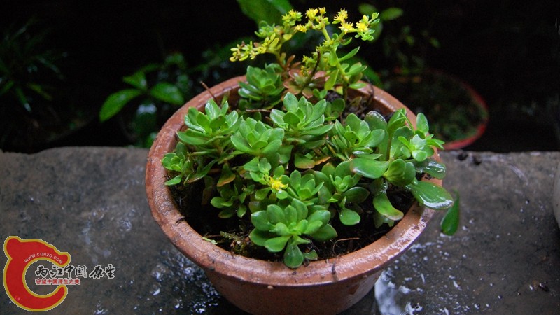 这次野采多肉植物