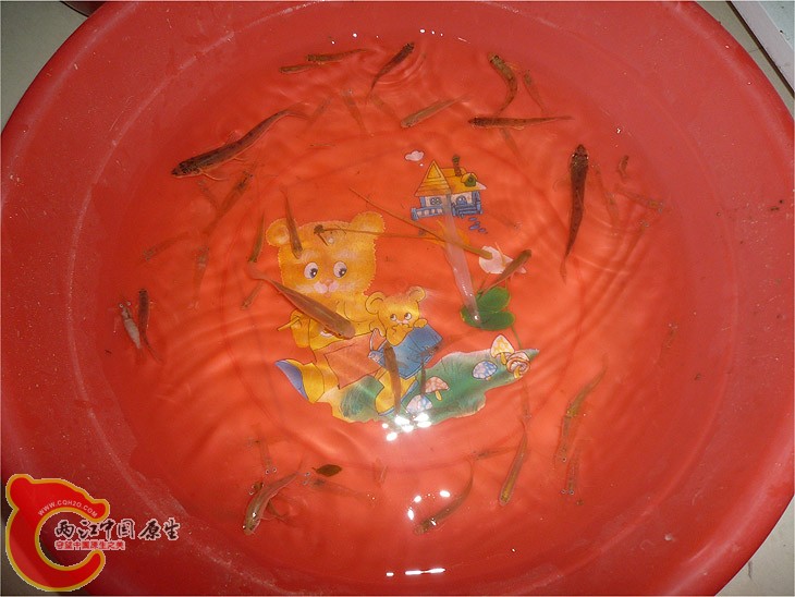 长江鱼-1.jpg