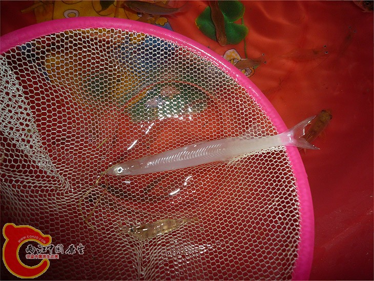 长江鱼-2.jpg