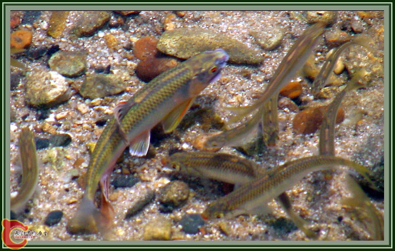 野外宽鳍鱲 (3).jpg