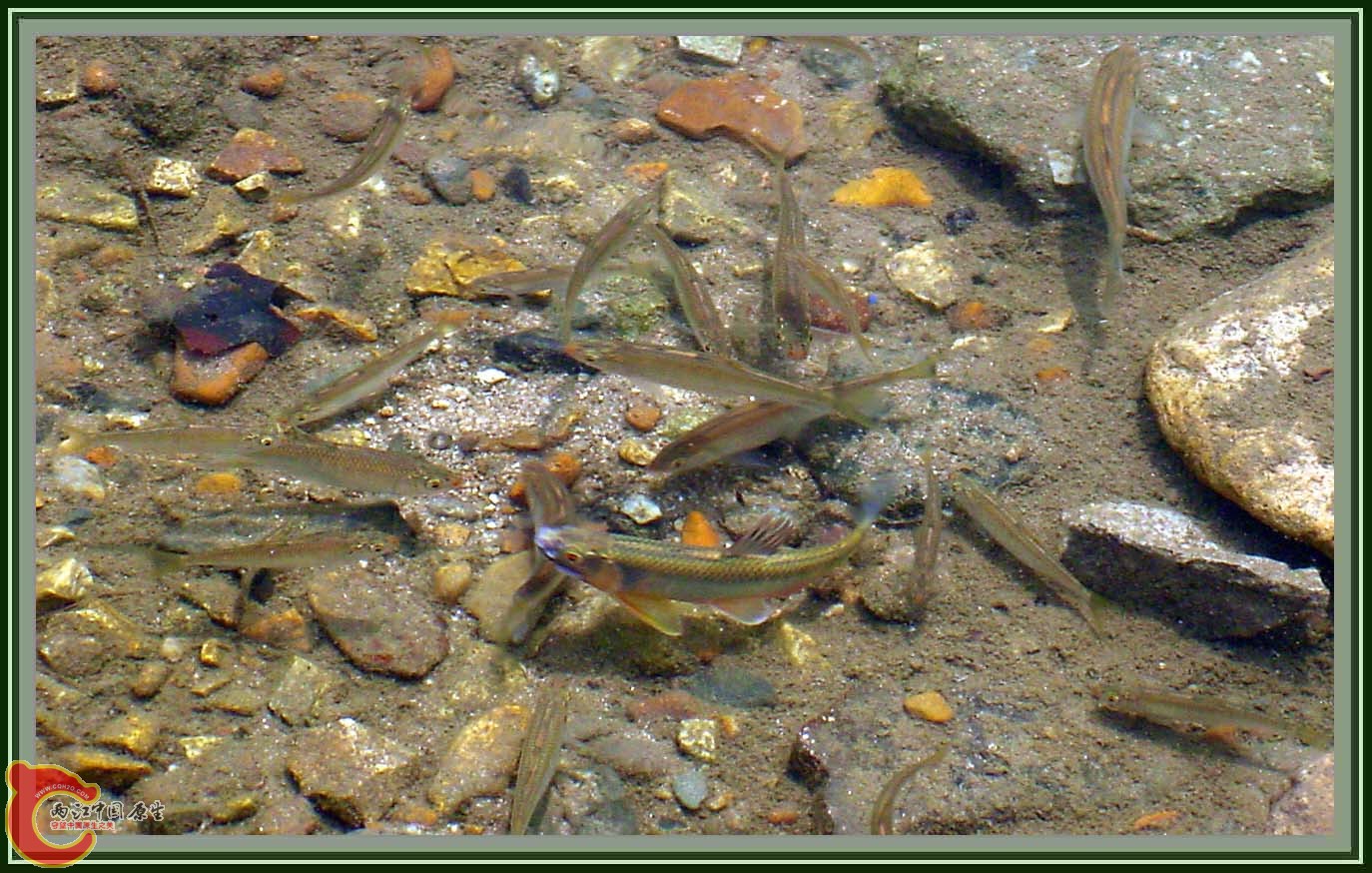 野外宽鳍鱲 (5).jpg